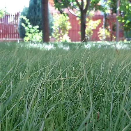 Pensión Tropical Costinesti